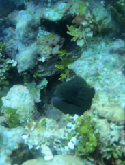 Gymnothorax javanicus
