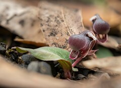 Corybas unguiculatus