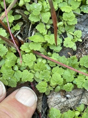 Mitella nuda