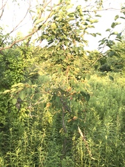 Amelanchier interior