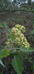 Parthenium tomentosum