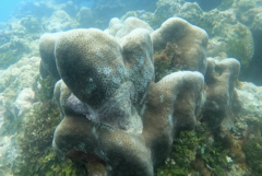 Goniastrea stelligera