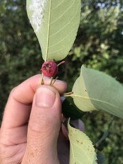 Amelanchier interior