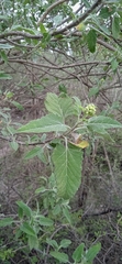 Parthenium tomentosum