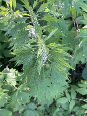 Leonurus cardiaca
