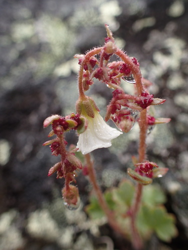 Nodding Saxifrage