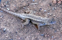 Sceloporus nelsoni