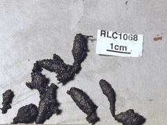 Xylaria globosa