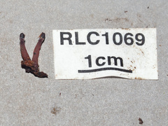 Ascocoryne trichophora