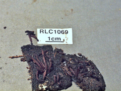 Ascocoryne trichophora