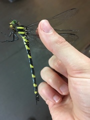 Cordulegaster erronea