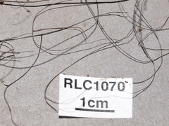 Polyporus guianensis