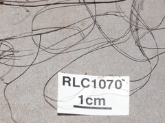 Polyporus guianensis