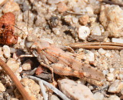 Trimerotropis albescens