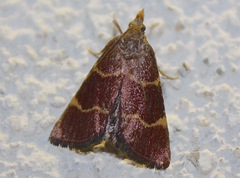 Hypsopygia rubidalis
