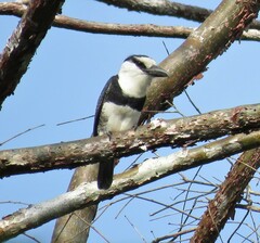 Notharchus hyperrhynchus image