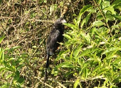 Crotophaga ani