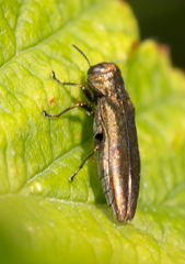 Agrilus arizonicus