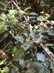Alchornea ilicifolia