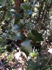 Alchornea ilicifolia