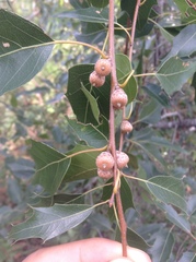 Quercus canbyi