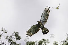 Fotos de Águila Elegante (Spizaetus ornatus) · iNaturalist Chile