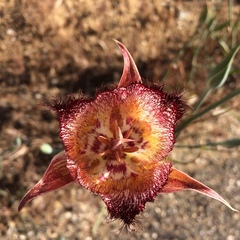 Calochortus fimbriatus