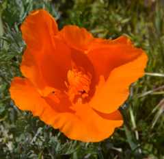 Eschscholzia californica
