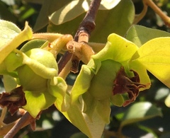 Ebenaceae