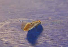 Tinea semifulvella