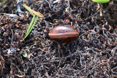 Macropsychanthus comosus