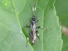 Cratichneumon sublatus