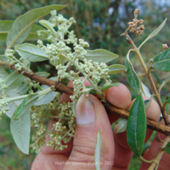Buddleja parviflora