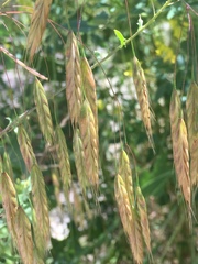 Bromus secalinus