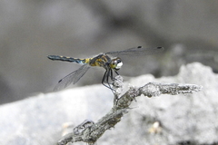 Leucorrhinia proxima