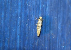 Infurcitinea