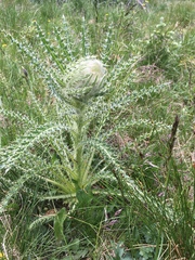 Cirsium funkiae