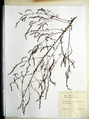 Asparagus oligoclonos