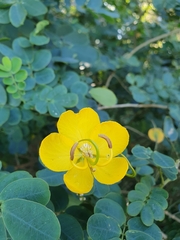 Senna pendula glabrata