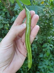 Senna pendula glabrata