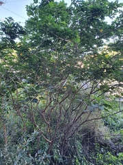 Senna pendula glabrata