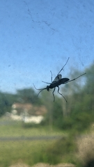 Auplopus carbonarius