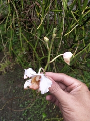 Papilionanthe
