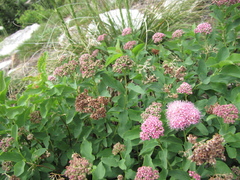 Spiraea splendens