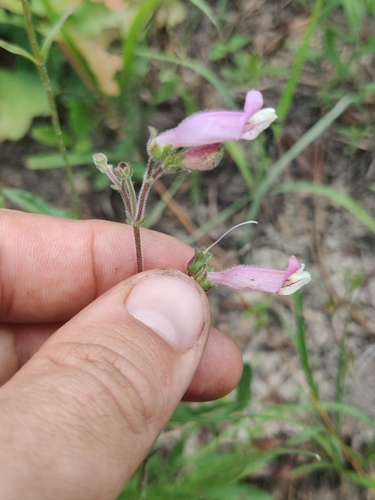 Image of Eustis Lake Beardtongue by (c) Scott Allen Davis, some rights reserved (CC BY)