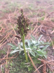 Sceptridium lunarioides