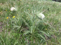 Cirsium funkiae