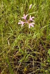 Clarkia pulchella