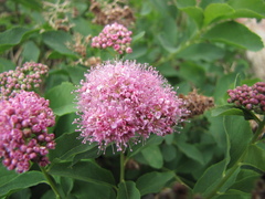 Spiraea splendens