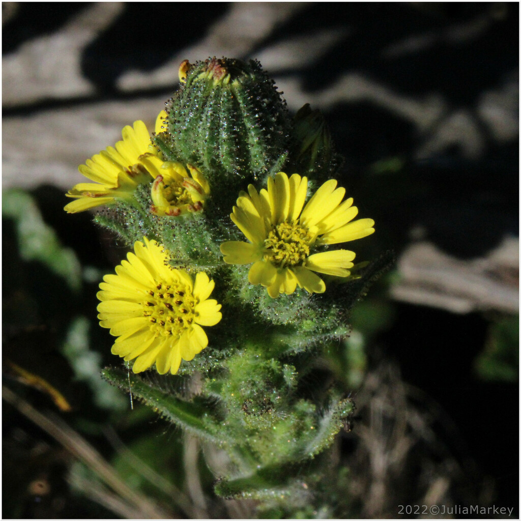 coast tarweed (Upper Sanborn Survey) · iNaturalist